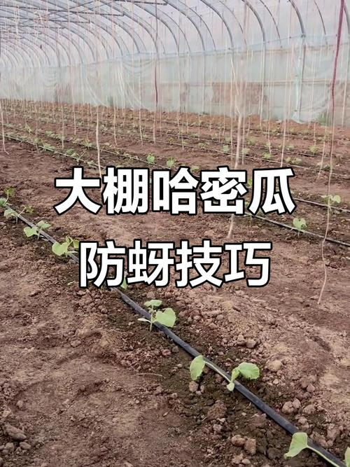 大棚哈密瓜种植技术