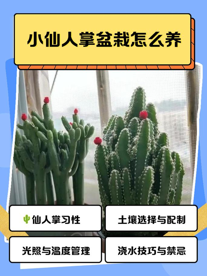仙人掌怎么种植方法