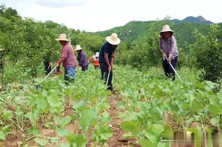 Soybeans cultivation techniques