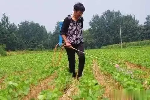 Soybeans cultivation techniques