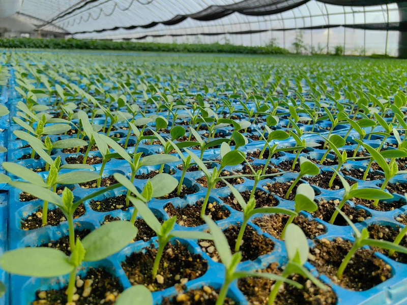 大棚哈密瓜种植技术