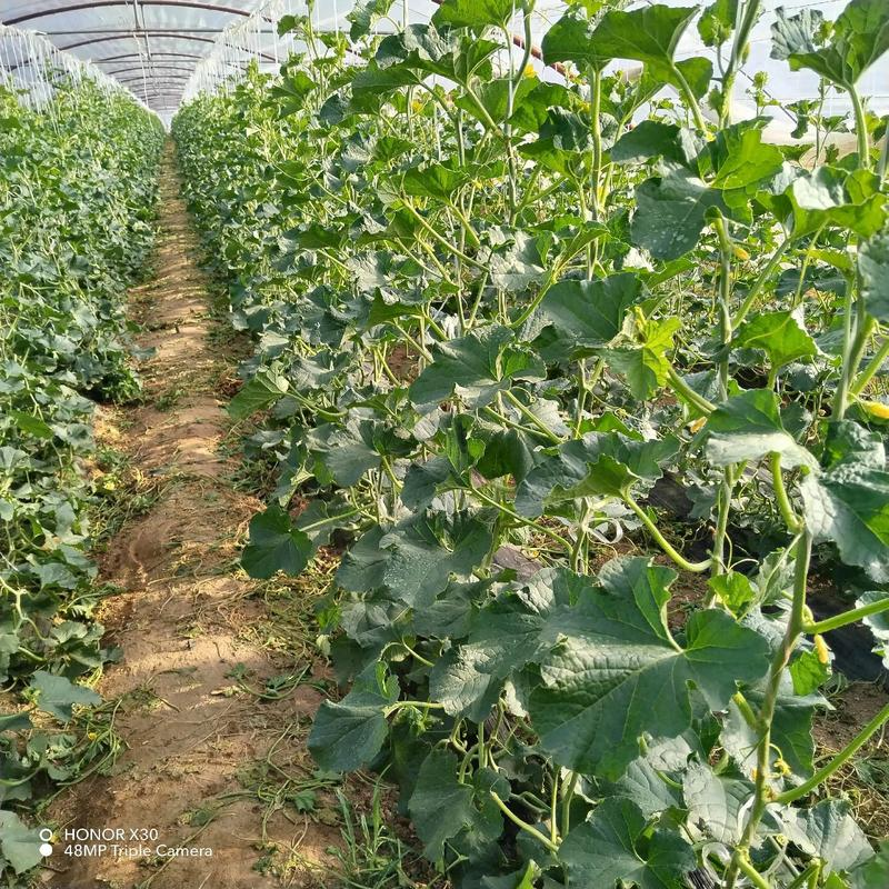 大棚哈密瓜种植技术