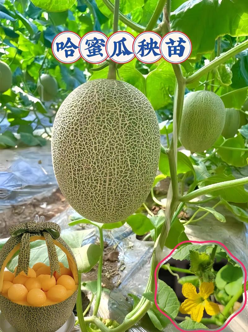大棚哈密瓜种植技术