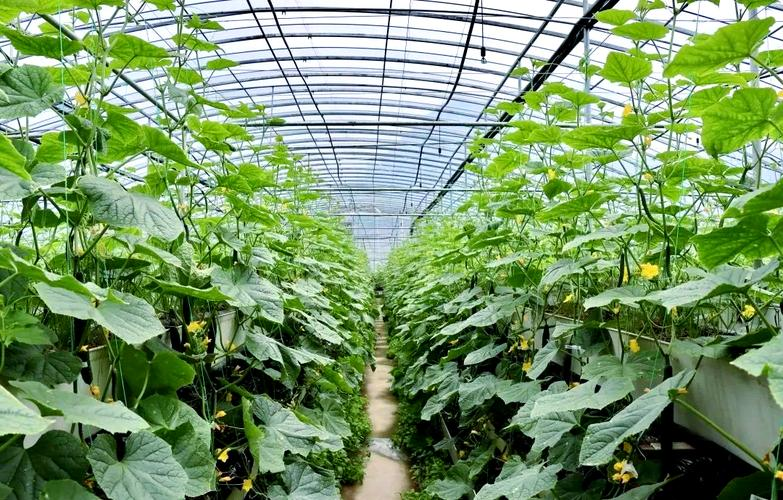 Fruit cucumber cultivation techniques in large sheds