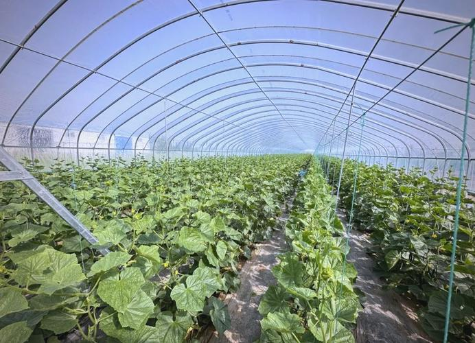 Fruit cucumber cultivation techniques in large sheds