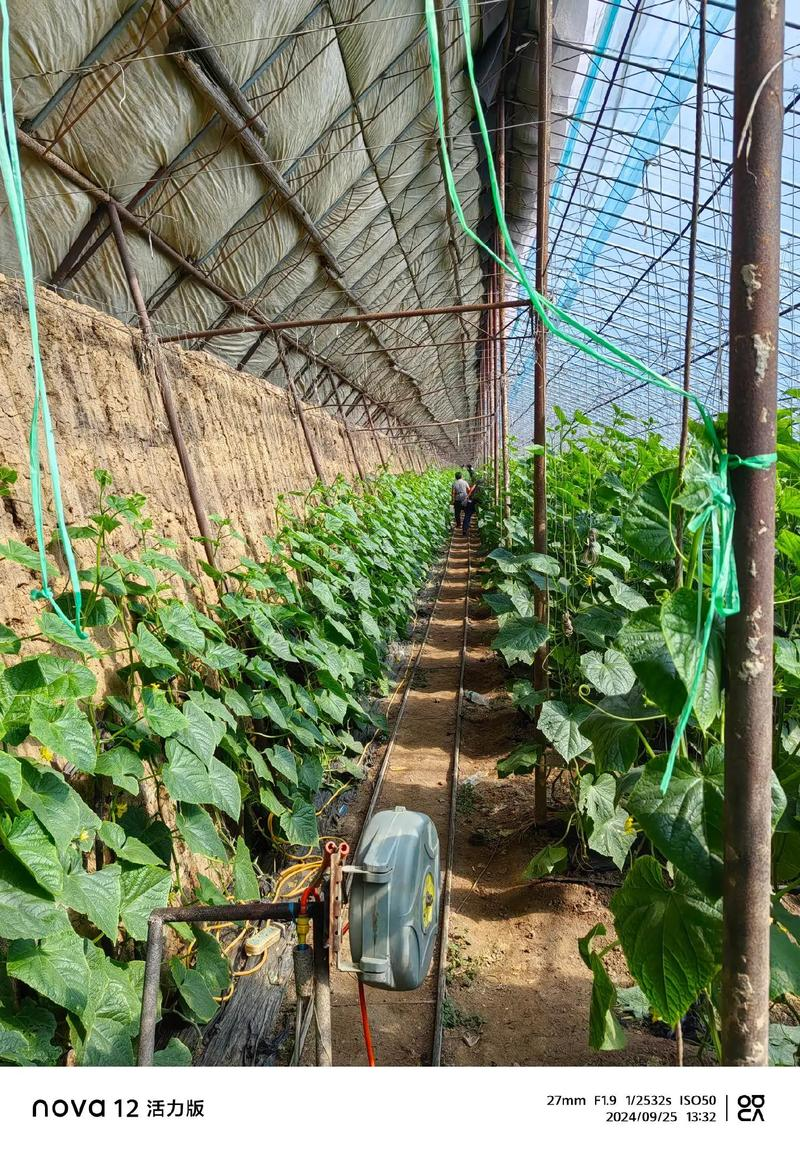 Fruit cucumber cultivation techniques in large sheds
