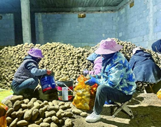 马铃薯高产种植技术