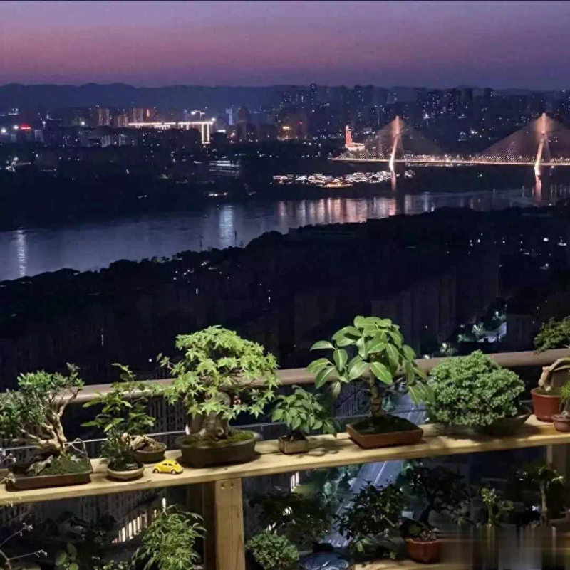 适合楼顶种植的植物