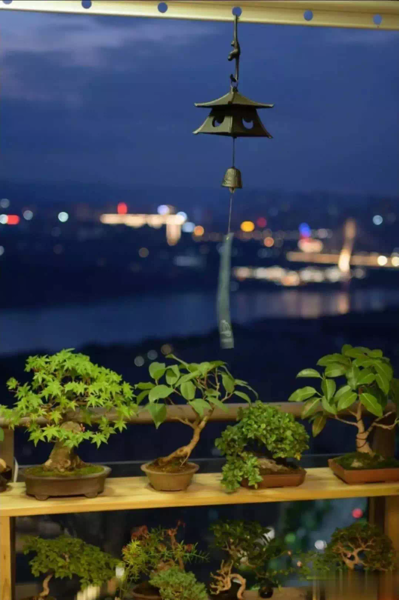 适合楼顶种植的植物