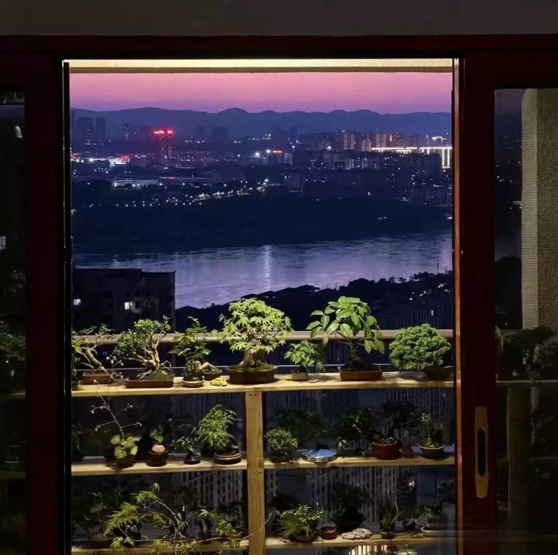 适合楼顶种植的植物