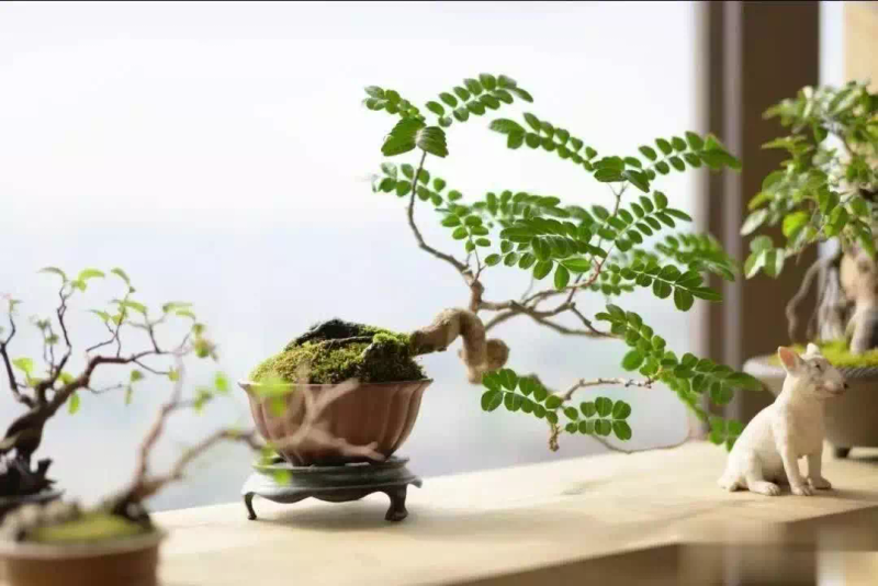 适合楼顶种植的植物