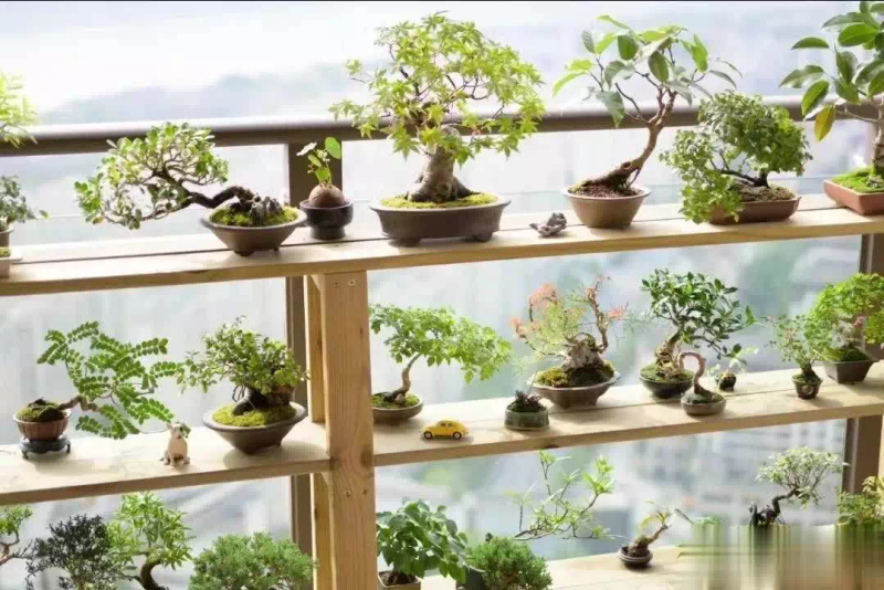 适合楼顶种植的植物