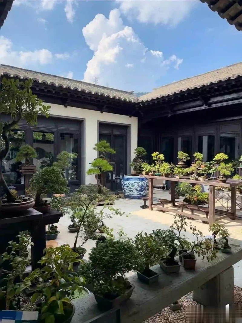 适合楼顶种植的植物