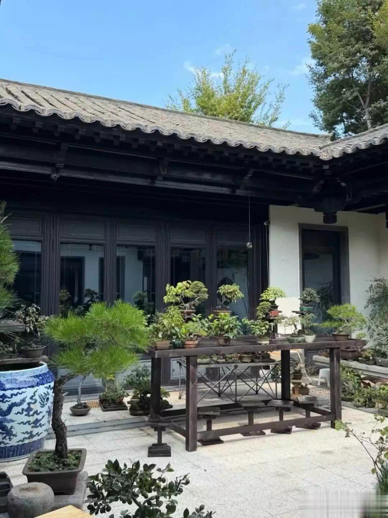 适合楼顶种植的植物