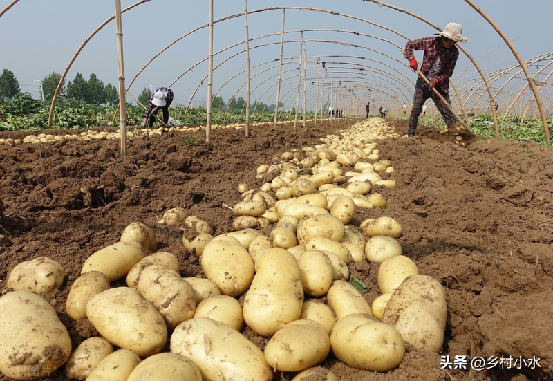 High potato production techniques