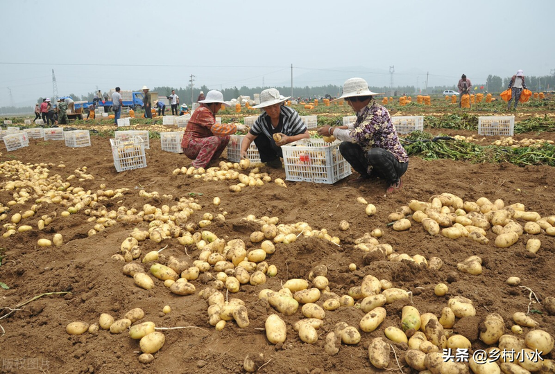 High potato production techniques