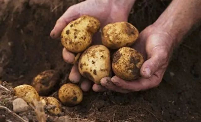 High potato production techniques
