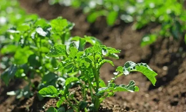 High potato production techniques