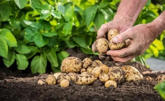High potato production techniques