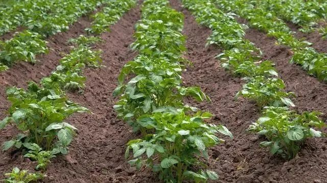 High potato production techniques