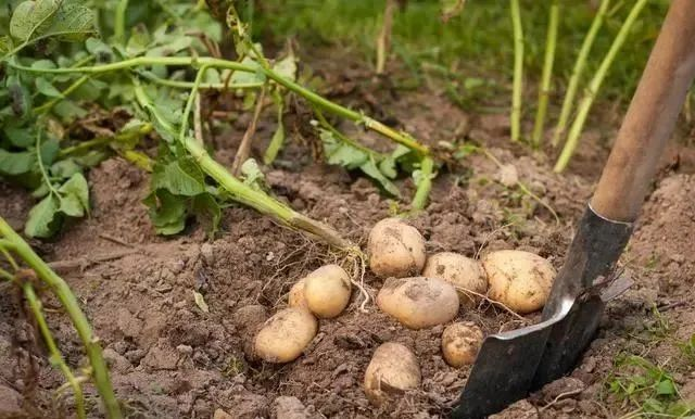 High potato production techniques