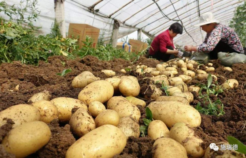 High potato production techniques