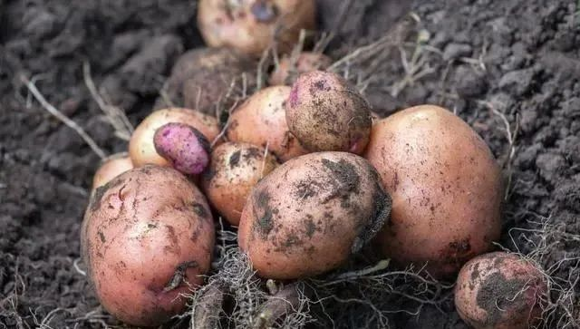 High potato production techniques