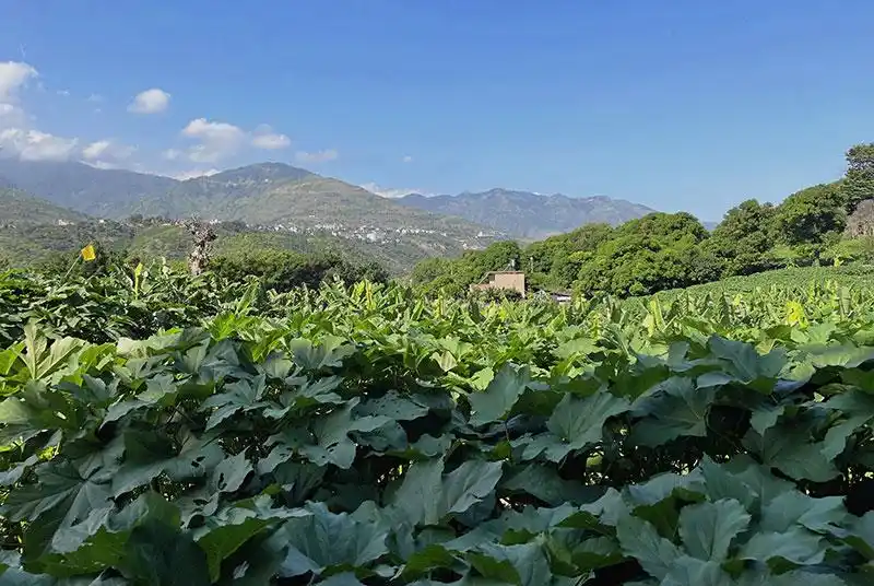 秋葵种子种植方法