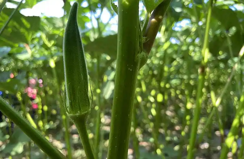 秋葵种子种植方法
