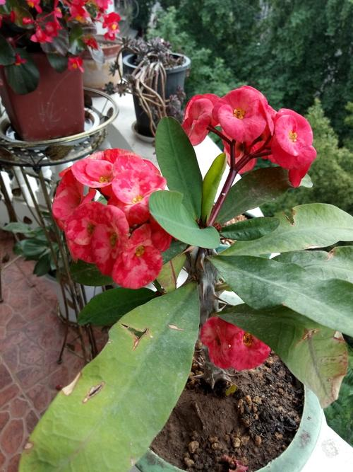 Maramite cultivation methods