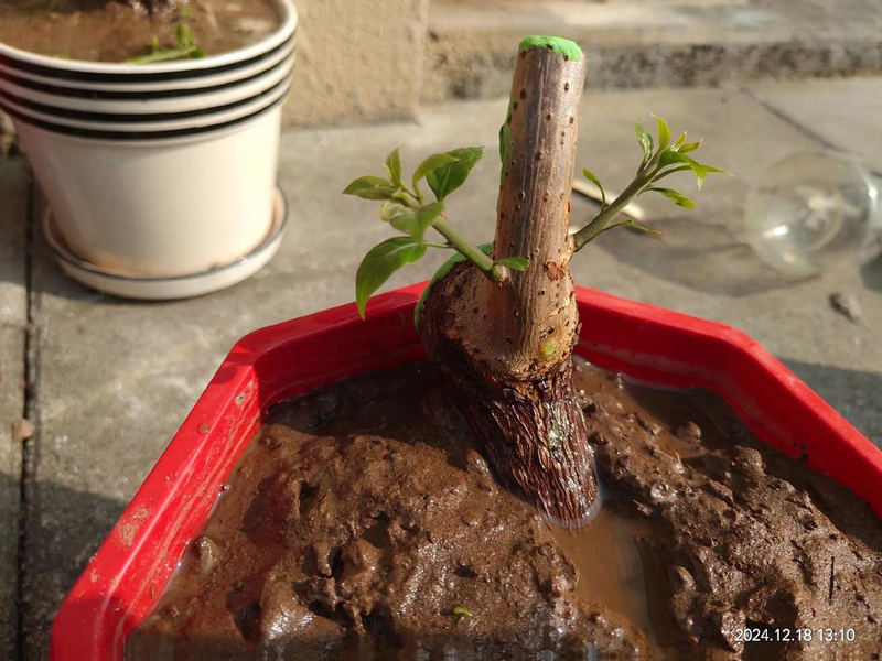 Maramite cultivation methods