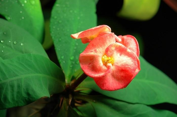 Maramite cultivation methods