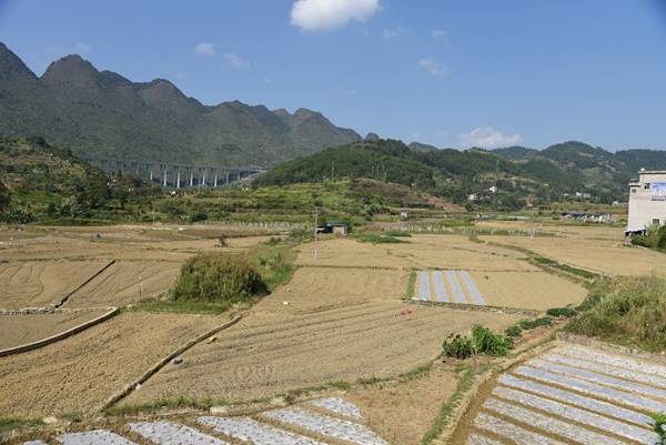 秋冬大棚黄瓜种植技术