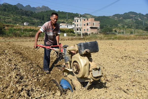 秋冬大棚黄瓜种植技术