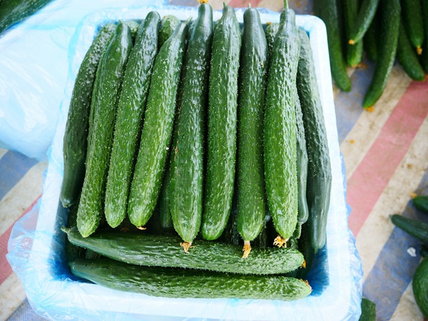 秋冬大棚黄瓜种植技术