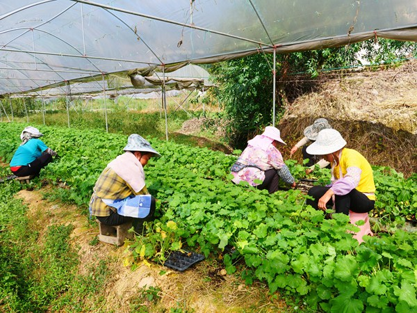 秋冬大棚黄瓜种植技术