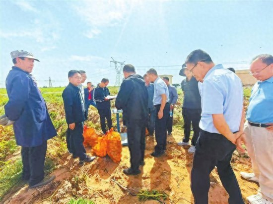 马铃薯高产种植技术