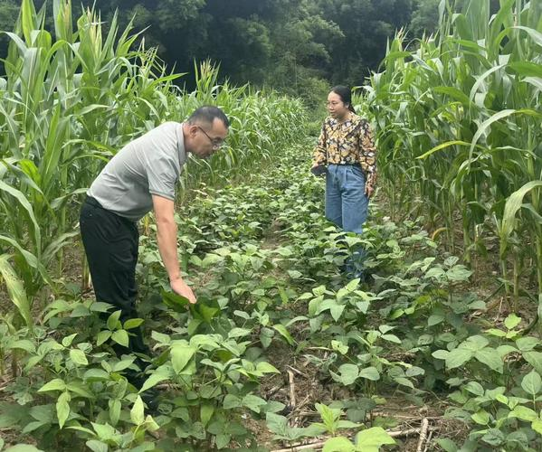 水果玉米东北可以种植