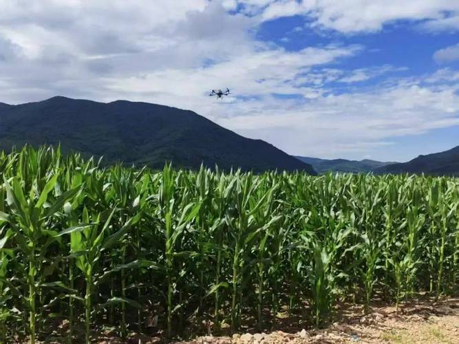 水果玉米东北可以种植