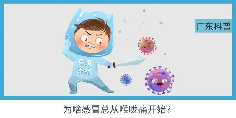 The function of a swallow nest