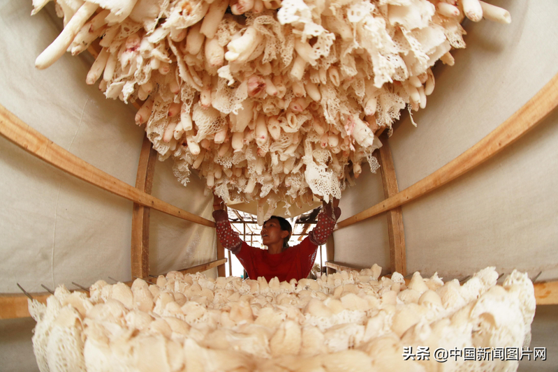 Pyramid cultivation techniques
