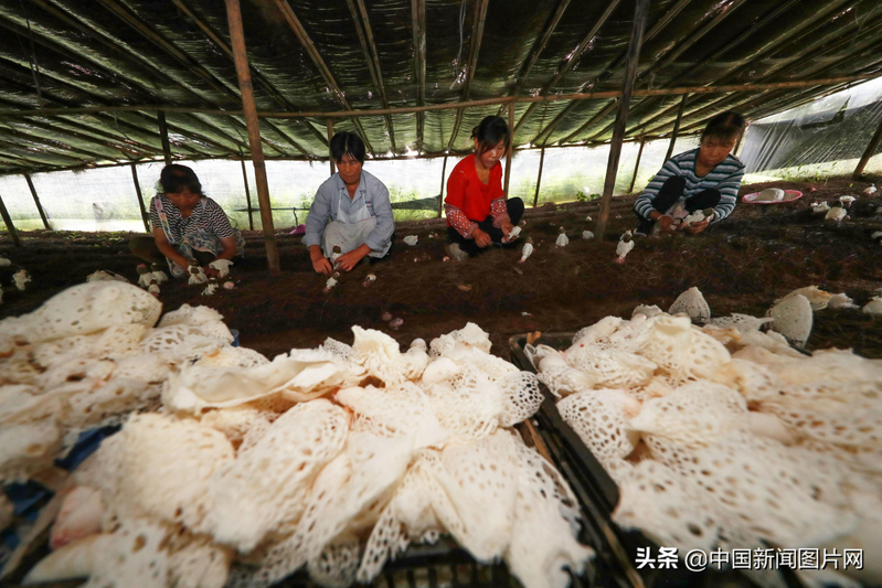 Pyramid cultivation techniques
