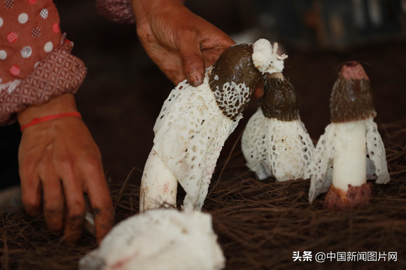 Pyramid cultivation techniques