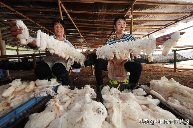 Pyramid cultivation techniques