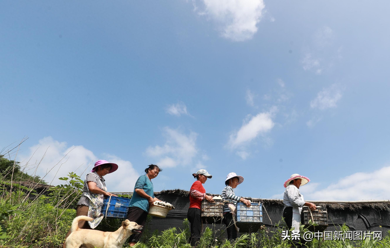 Pyramid cultivation techniques