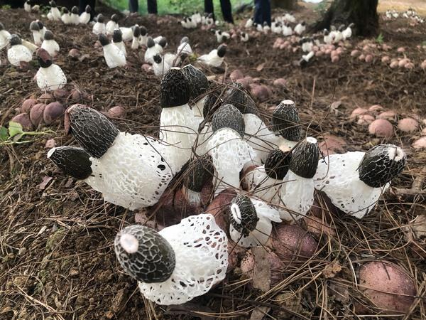 Pyramid cultivation techniques