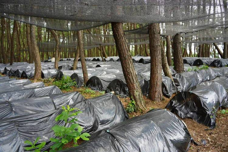 Pyramid cultivation techniques