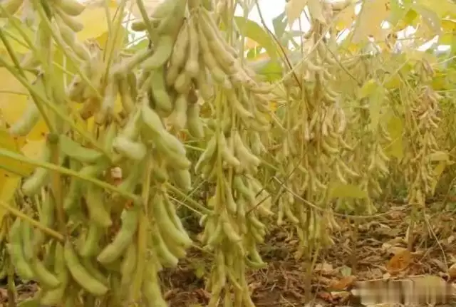 Soybeans cultivation techniques