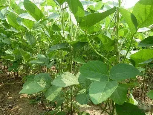Soybeans cultivation techniques