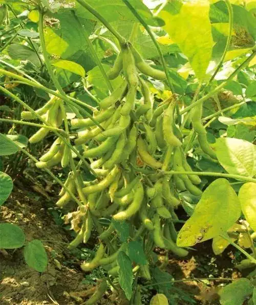 Soybeans cultivation techniques